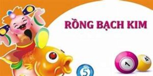 rồng bạch kim 77 là gì